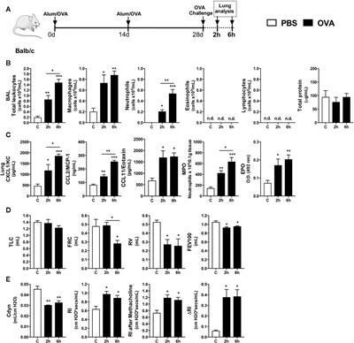 CXCR1 and CXCR2 Inhibition by Ladarixin Improves Neutrophil-Dependent Airway Inflammation in Mice